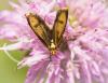 Nemophora metallica